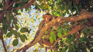 Majmokkal élő kislányt mentettek ki a dzsungelből Észak-Indiában – videó