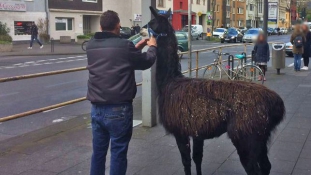 Lámák, pónik, szamarak és törpebikák szabadultak Köln utcáira egy állatsimogatóból