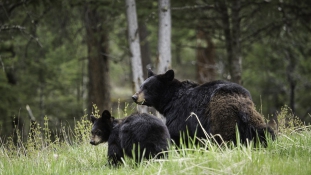 A telefonján követheti a medvéket a Yosemite Nemzeti Parkban
