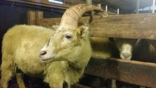 Egyszarvú kos vagy kecske?