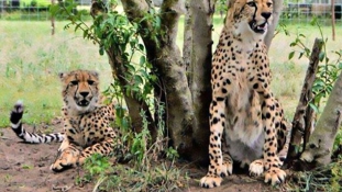 Gepárd ugrott egy fiatal nőre egy dél-afrikai szafari parkban – videó