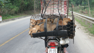 Nemcsak a kutyák fogyasztását büntetik Tajvanon – videó