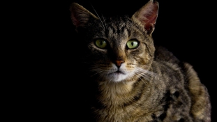 70 macska volt bezsúfolva egy házba New Yorkban