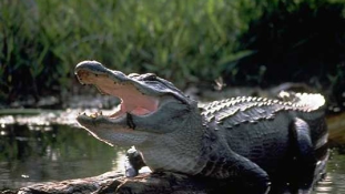 Az életéért evezett a kajakos, akit egy aligátor üldözött – videó