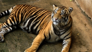 Szeretett tigrise ölte meg a gondozónőt Angliában
