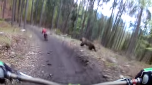 Feldühödött medve a biciklisták nyomában – videó