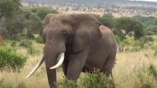 Struccok háborújában egy hím elefánt a békebíró – videó