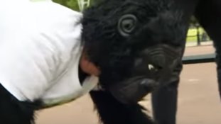 A gorillának öltözött állatvédő négykézláb tette meg a maratoni távot – videó