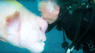 Barátság a tenger mélyén: egy japán búvár 25 éve áll különleges kapcsolatban egy hallal – videó