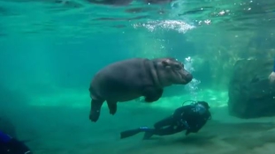 Fiona, az öthónapos vízilóbébi úszni tanul – videó