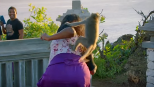 Tudatos tolvajok a makimajmok Bali szigetén – videó