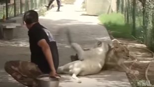 Első szülinapját ünnepli a fehér oroszlán a bagdadi állatkertben – videó