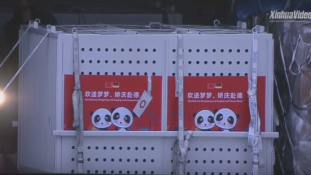 Megérkezett a két panda-nagykövet Berlinbe – videó