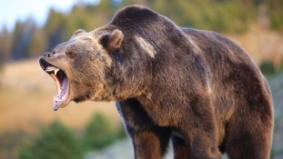 Több száz birkát kergetett a halálba egy medve a Pireneusokban