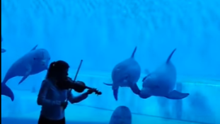 Delfinek tánca hegedűszóra – videó