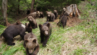 Hatalmas medvevadászat indul Erdélyben