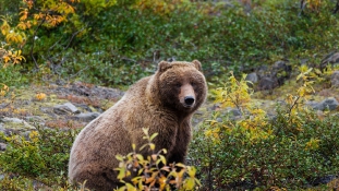 Vegetáriánusokká válhatnak a grizzly medvék a klímaváltozás miatt