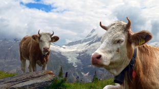 Élménydömping a nyaralás alatt – teheneket is kölcsönözhet egy svájci szállodában