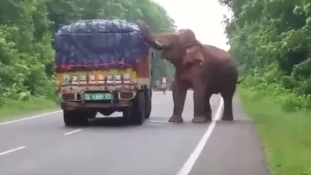 Éhes elefánt fosztott ki egy burgonyaszállító autót Indiában – videó