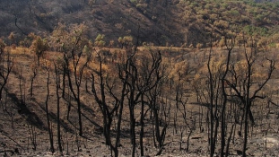 Újra óriási erdőtüzek pusztítanak Portugáliában – videó