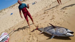 Puszta kézzel fogott 100 kilós tonhalat egy szörfös Franciaországban