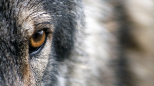 Farkasok ölhették meg a Görögországban eltűnt brit turistát