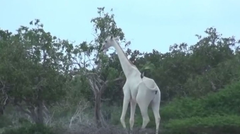 Fehér zsiráfokat kaptak lencsevégre Kenyában – videó