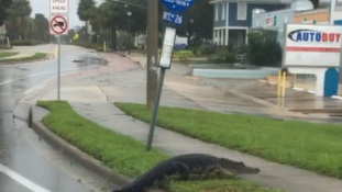 Irma után: aligátorok Miami utcáin – videó