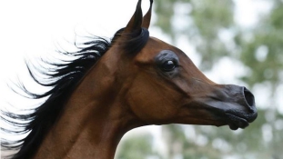 Rajzfilmfigurákká változnak a lovak a túltenyésztéstől