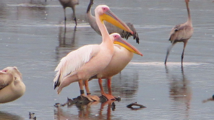 Az állam táplál több százer pelikánt a Holt-tenger mellett / videó