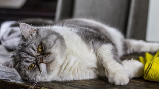 Hétköznapi problémák Svájcban: túl sok a kövér macska