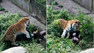 Gyerekek szeme előtt támadt gondozójára egy szibériai tigris