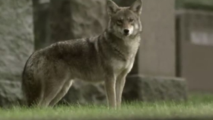 New York külvárosainak lakóit fenyegeti egy új hibrid farkasfajta