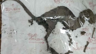 Dinoszauruszra hasonlító állati tetemet találtak Indiában