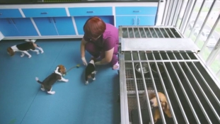 Emberek millióinak életét mentheti meg a Kínában klónozott kutya