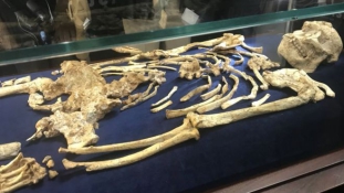Bemutatták a több mint 3 és félmillió éves csontvázat Dél-Afrikában