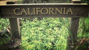 Kalifornia: startra készen a szabad marihuánakereskedelem