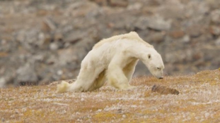 Klímaváltozás: csontsovány jegesmedve élelmet keres – videó