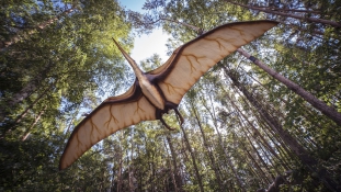 215 pteroszaurusz-tojás maradványait találták meg a kutatók Kínában – videó