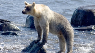 Kifehéredtek a barnamedvék a Kuril-szigeteken