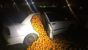 Gyümölcslopás felsőfokon: 4 tonna narancsot loptak el Spanyolországban