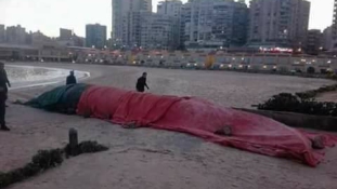 12 méteres bálnát találtak Alexandriában