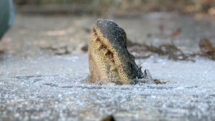 Mit csinál az aligátor, ha befagy a víz? – videó
