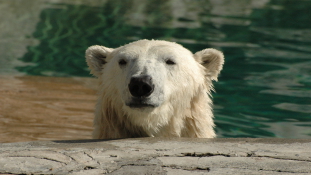 Kipusztul a jegesmedve? – videó