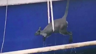 Kenguru a kikötő vizében – videó