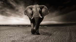 Egy cirkuszi elefánt halála – videó