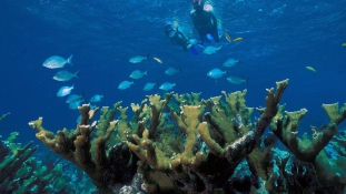 Hawaii betilt bizonyos napvédő termékeket, hogy megvédje a korallzátonyokat