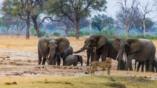 Fegyveres nők védelmezik az elefántokat Zimbabwében – videó