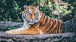 Több tigrist tartanak fogságban az Egyesült Államokban, mint ahány szabadon él a világban