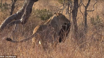 Műanyagszennyezés: már az oroszlánok is szemeteszsákkal játszanak a szavannán
